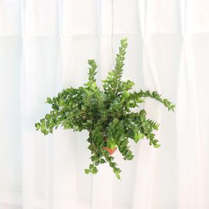 밀리언하트 (그린)(미니화분) 디시디아 행잉플랜트 에어플랜트