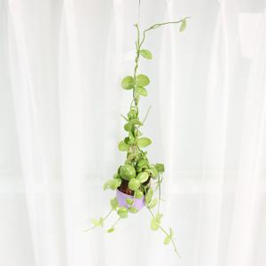 디시디아 넘초크 미니화분 행잉플랜트 에어플랜트