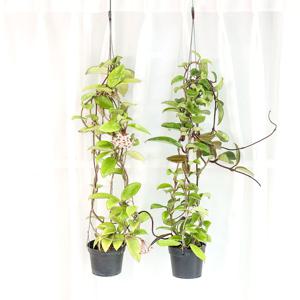 호야 카르노사 행잉 공중식물 수입품종 희귀 행잉플랜트 플랜테리어