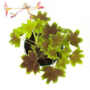 벤쿠버 제라늄 벌레퇴치식물 모기퇴치 공기정화