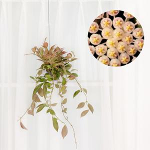 호야 썬라이즈 미니화분 꽃피는 공중식물 행잉플랜트 희귀 수입 무늬 에어플랜트