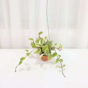 호야 카르노사(미니화분) 공중식물 수입품종 희귀 행잉플랜트 플랜테리어