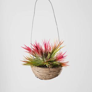 틸란드시아 푸에고 반달 행잉식물 키우기쉬운 인테리어식물 모종