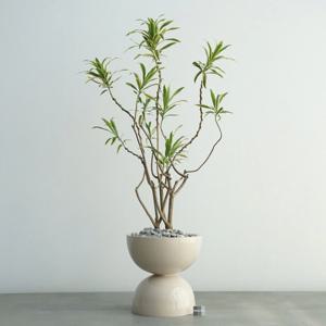 드라세나 송오브인디아 베이지 더블라운드 화분 집들이선물 거실화분 인테리어식물