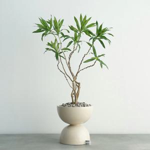 드라세나 자메이카 베이지 더블라운드화분 거실인테리어 포인트화분