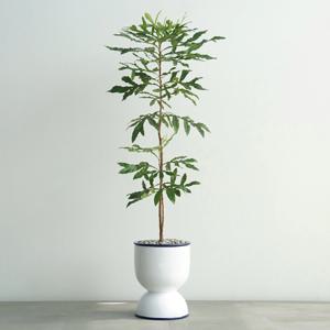 스테노카르푸스 딥블루 더블링화분 대형식물 고급화분 공기정화식물