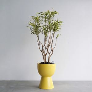 드라세나 송오브인디아 GY-2 유광 옐로우 화분 포인트화분 인테리어식물