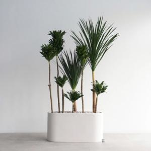 드라세나 드라코 & 콤팩타 화이트 일자형 플랜트박스 특대형화분 대형식물 실내조경 파티션