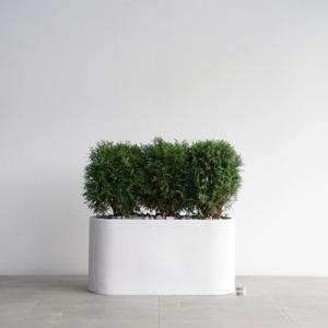 부쉬 측백 화이트 일자형 플랜트박스 야외 정원 테라스인테리어 월동 가능한 대형식물