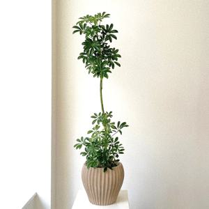 쉐프렐라 홍콩야자 중형 플랜테리어 개업화분 베트남토분 실내공기정화식물