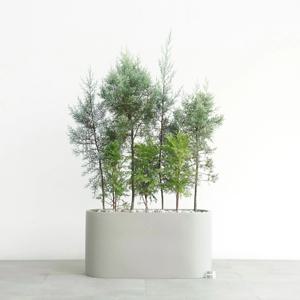 블루아이스&썰프레아&서양측백 그레이 일자형 플랜트박스 침엽수 실외정원 고급화분 야외정원