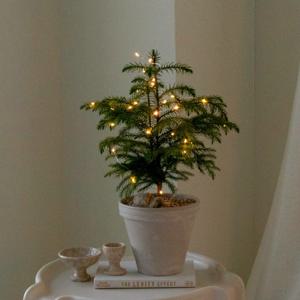 아라우카리아 독일토분 트리 set