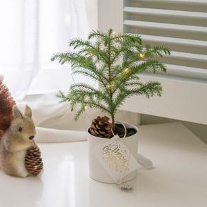 아라우카리아 화분 미니트리 전구 증정