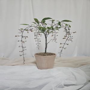 덴드롱 클레로 덴드론 h55 크림화이트 토분 덩굴식물 개업축하화분 거실화분