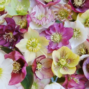 크리스마스로즈 10cm포트 25종 택1 헬레보루스 겨울꽃 야생화