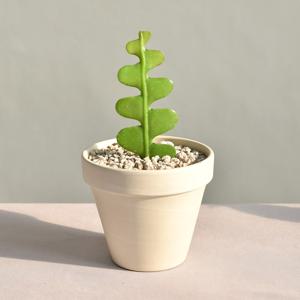 피쉬본 생선뼈선인장 키우기 쉬운 미니선인장 다육식물 다육이