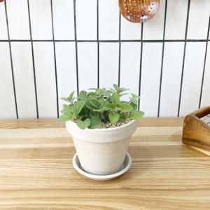 1+1 키친 허브 오레가노/천연 향신료 향기나는 식물 허브 키우기