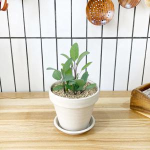 1+1 키친 허브 세이지/천연 향신료 향기나는 식물 허브 키우기