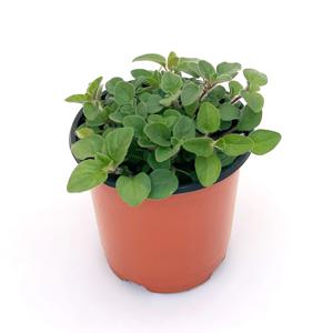 오레가노 허브 실내 공기정화 소형 반려 식물