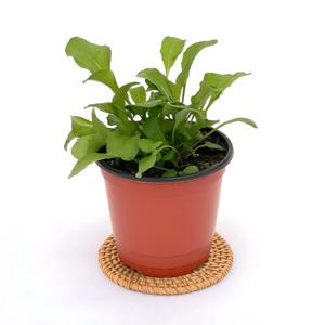 루꼴라 허브 화분 소형 모종 로켓루꼴라 루콜라 식물