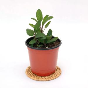 세이지 허브 실내 공기정화 소형 반려 식물