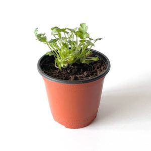 고수 식물 모종 화분 허브식물 키우기 고수키우기