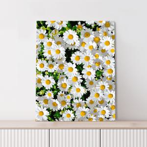 DIY 명화그리기 로맨틱 데이지 40x50cm