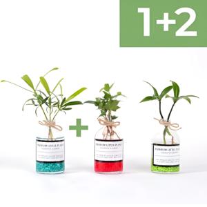 1+2 수경재배 플랜테리어 공기정화식물 전자파차단 아이비 나한송 죽백 컬러워터가든