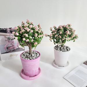 사랑목 집안의 벚꽃나무 아악무 은행목 다육식물 인테리어 반려식물
