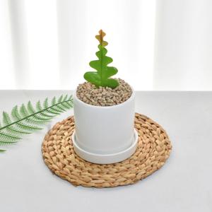 피쉬본 생선뼈선인장 다육식물 화이트미니화분