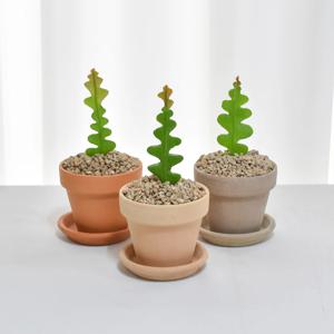 피쉬본 생선뼈선인장 다육식물 이태리토분