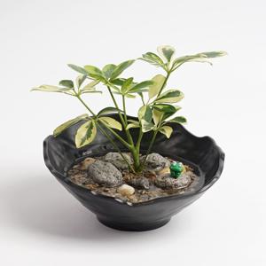 칼라홍콩야자 작은연못 수경재배 DIY 세척 키우기 쉬운 좋은 수중 어항 수경