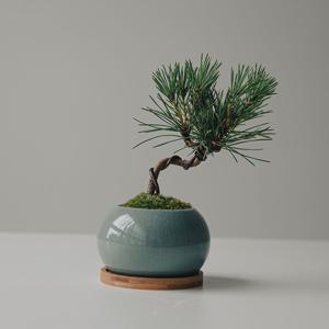 해송소나무 청자달항아리 받침세트 미니분재 개업화분 선물 소량입고 완료!