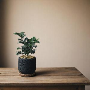 산초나무 세라믹 화산석화분 집들이 개업화분 미니골드바