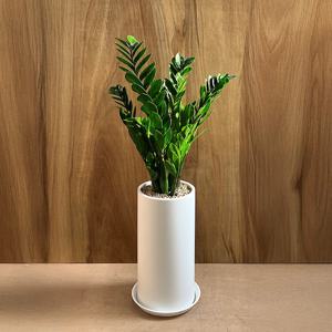 개업 집들이 축하 화분 거실 인테리어 사무실 이전 카페 공기정화 식물 당일배송