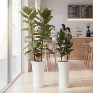 인도고무나무 나팔분 2size (수도권배송)