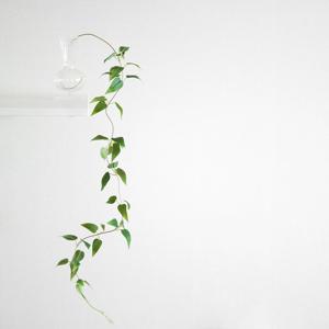 스마일락스 넝쿨 조화 담쟁이 덩굴 행잉플랜트