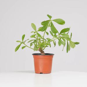 애기바오밥나무 키우기쉬운 실내공기정화식물 인테리어식물 소형 모종