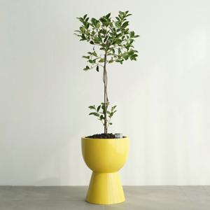 스트로베리 구아바나무 GY-2 유광 옐로우 화분 거실 인테리어화분 열매 맺는 과실수