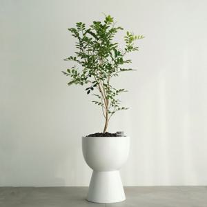 오렌지자스민 GY-2 유광 화이트 화분 거실화분 디자인화분 축하선물