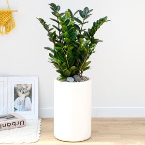 금전수 흰색원형 경량화분 인테리어식물 거실화분 개업화분 승진화분 공기정화식물
