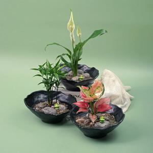 작은연못 수경재배 DIY 실내공기정화식물 천연가습기 세척 키우기 쉬운 좋은 수중 어항 수경