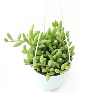 바나나선인장 세네시오 라디칸스