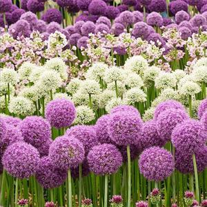 알리움 구근 2구 3종 택1 추식 알뿌리