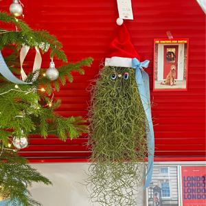 수염 틸란드시아 이오난사 공기정화 행잉 공중 식물 크리스마스 개업 화분 선물