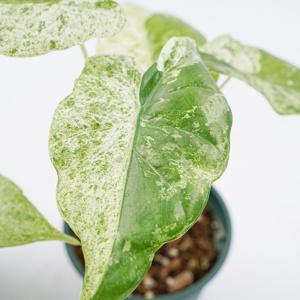 무늬 알로카시아 소품 가게아나 희귀식물 플랜테리어 인테리어식물