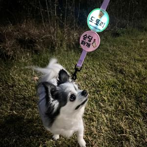 강아지 산책 파스텔 LED 라이트 블링커 불빛 벨크로 와펜 인식표 네임택 양면 커스텀명찰