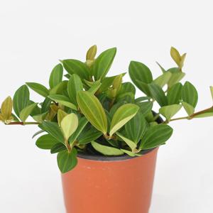 홀리페페 싱그러운 소형 공기정화식물 모종