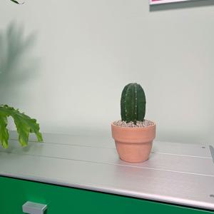 [5% 쿠폰!] 귀면각 키우기 쉬운 기둥 선인장 - 베이지 링토분