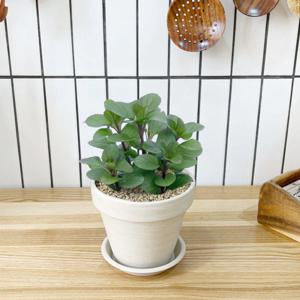 1+1 키친 허브 오데코롱민트/천연 향신료 향기나는 식물 허브 키우기